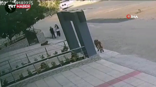 Bursa'da başıboş köpekler yolda yürüyen iki kişiye saldırdı