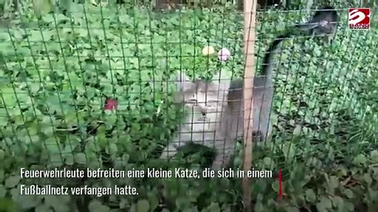 Kätzchen aus Fußballnetz befreit