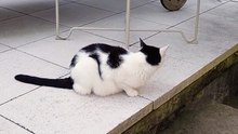 Backyard Security Guard on Duty! 🐱🚨 Don’t Mess With This Cat ! #cat #funnycats #shorts #funnyanimals #catshorts