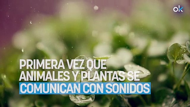 Bombazo en la biología: científicos demuestran por primera vez que animales y plantas se comunican con sonidos