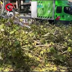 Bakırköy’de rüzgarın etkisiyle ağaç devrildi!