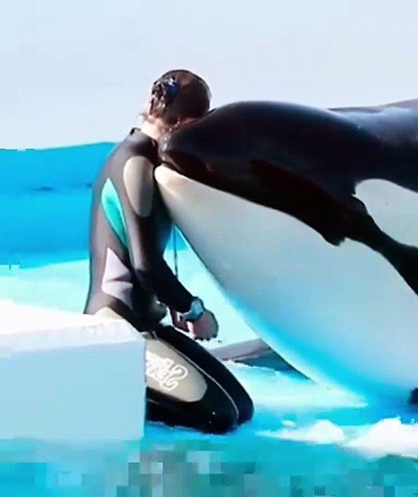 Sea World Killer Whale