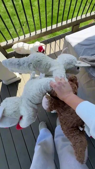 Life with Golden Retriever | #usa #america #dog #goldenretriever