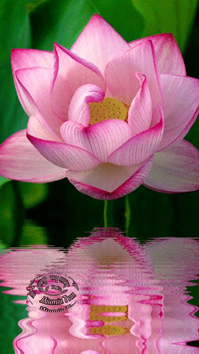Cứ an nhiên mà sống