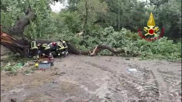 Albero finisce su un'auto, muore un 29enne a Ferrandina (Matera)