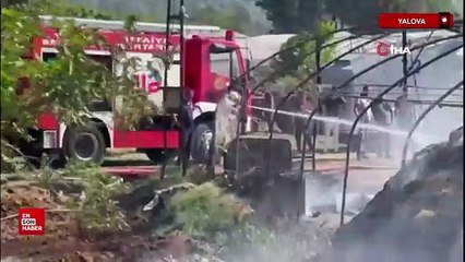 Yalova'da büyükbaş hayvanlar alevlerden son anda kurtarıldı