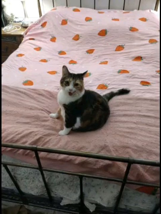 samurai pizza cat?