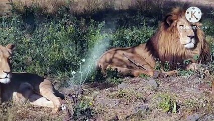 Os animais mais fofos do mundo N•169