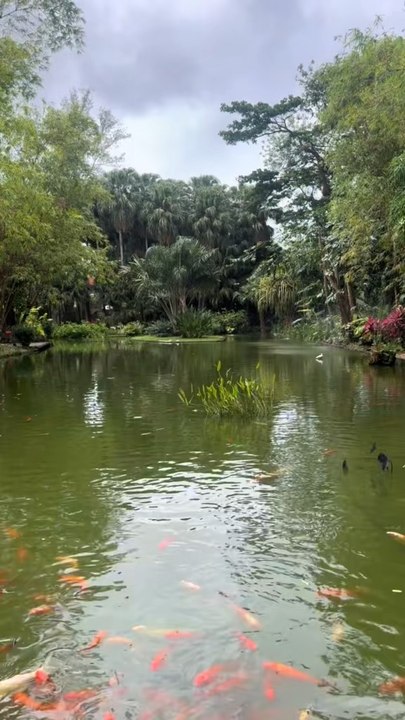 Un petit coin de Paradis ! Si vous avez l'occasion d'y aller foncez ! Jardin botanique de Deshaies, Guadeloupe