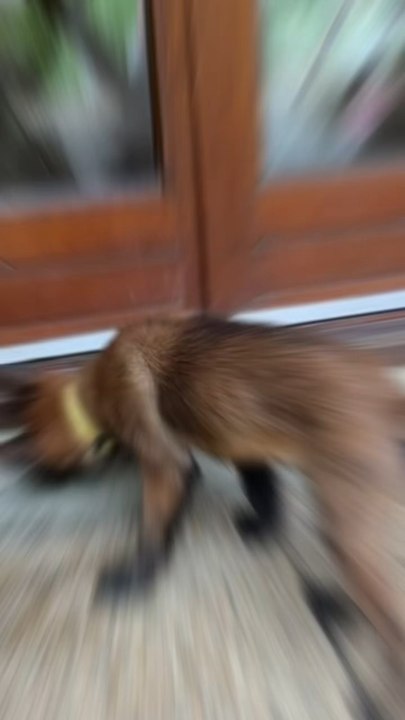 C’est notre album de famille, on a été abusé … tout se paie dans la vie 😞❤️‍🐻‍❄️🐕