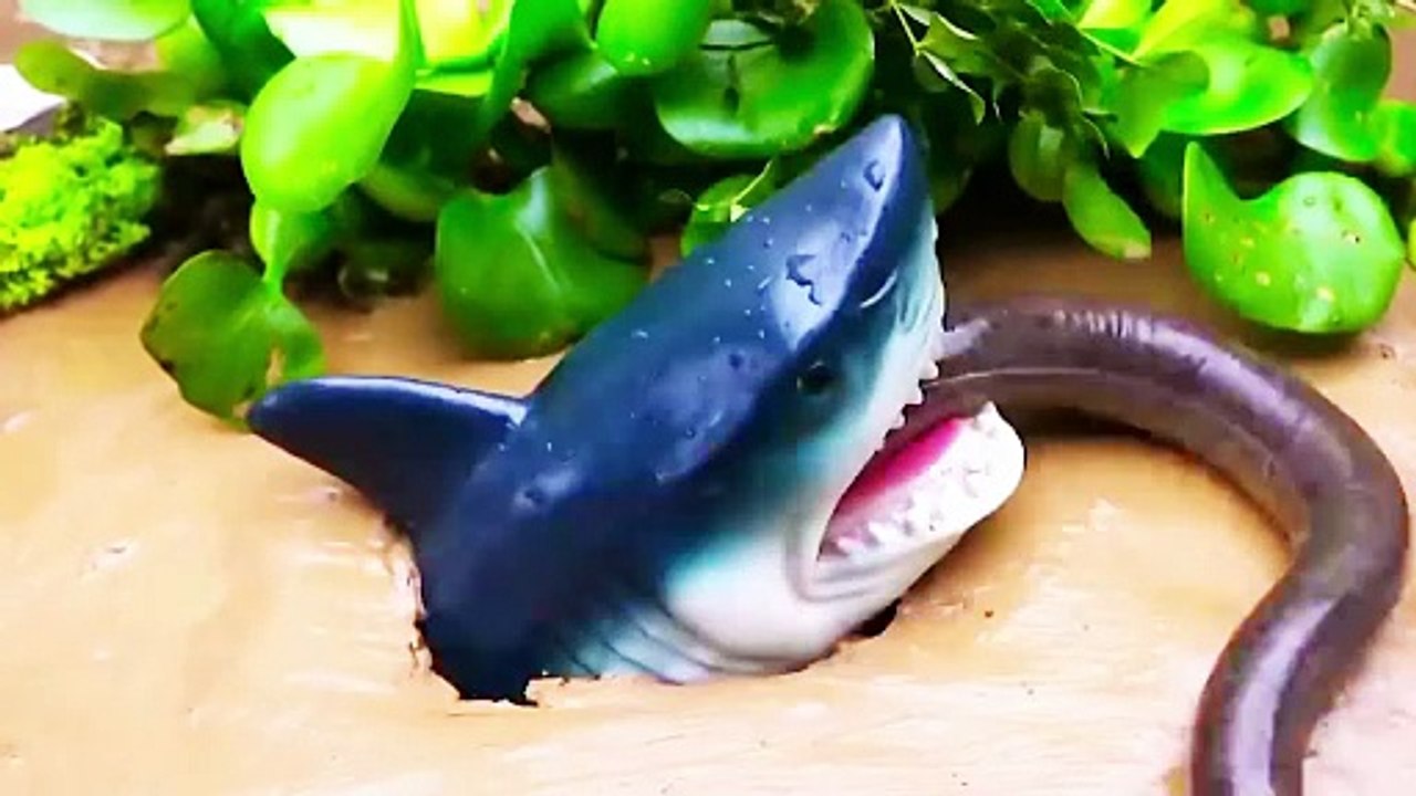 Freeze-motion of yellow croaker vs. red fish eel swallowing