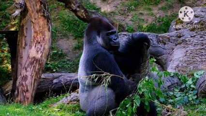 Os animais mais fofos do mundo N•170