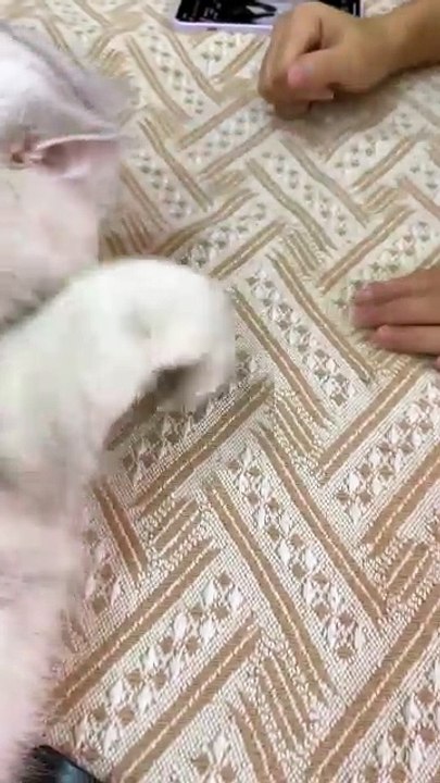 Aprendiendo a hechar volados 😸