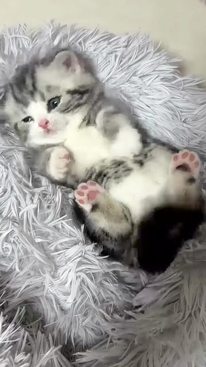 Tierno gatito 😺