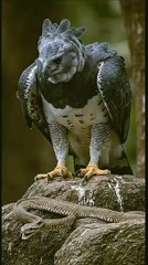 Who will win? Eagle vs. snake in the desert