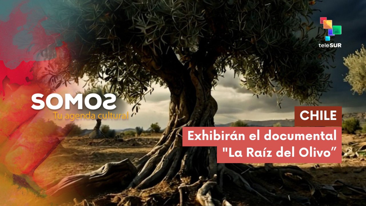 Exhibirán en Chile el documental  "La Raíz del Olivo" SOMOS 15-08-2025 SOMOS 15-08-2025