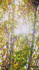 Together Hearts in Sync Full Chinese Drama