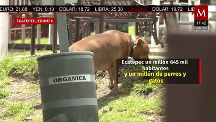 Estado de México: La entidad con más perros callejeros en el país