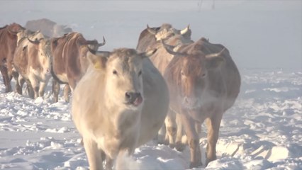 Growing Up in the Coldest Village on Earth | Life at −71°C in Yakutia, Siberia