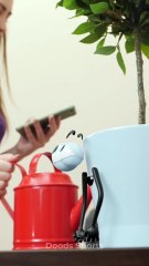 Too much water… and he peed?! 🌱🤣 #funny #plants #doods