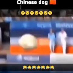 Indian dogs talent vs other countries dogs talent