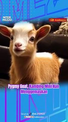 Pygmy Goat, Kambing Mini Nan Menggemaskan
