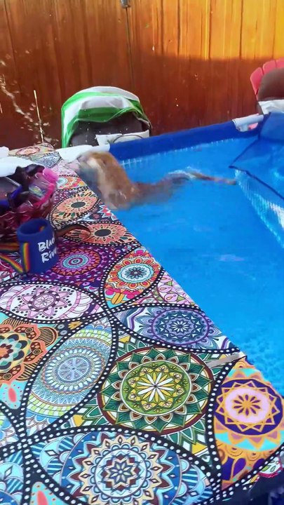 My cat went from fluff to flat real quick 😹💧 #fyp #foryou #cat #cats #water