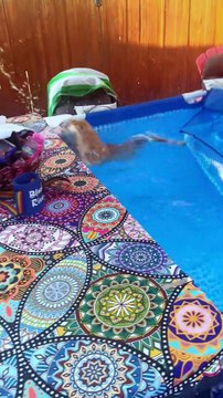 My cat went from fluff to flat real quick 😹💧 #fyp #foryou #cat #cats #water