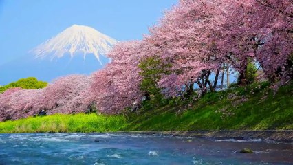 Healing Music for Heart & Mind – Calming Sounds to Restore Your Nervous System & Inner Peace #7
