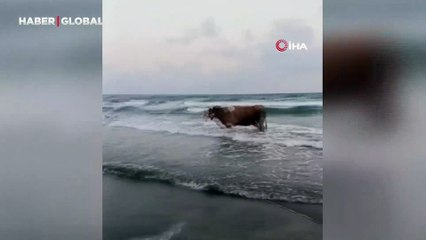 Kavurucu sıcaktan bunalan inek soluğu denizde aldı