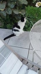 Cat Morning Patrol 🚶🐱 Cat’s Daily Walk to Guard Her Territory! #cat #funnycats #shorts #funny #cutecats #funniestcats