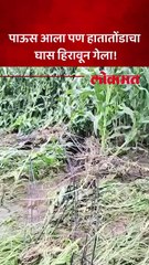 जळगाव जिल्ह्याला मुसळधार पावसाने झोडपलं