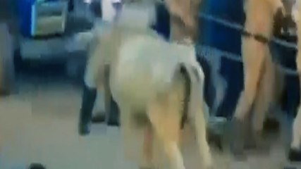 भीड़ में घुसा सांड, सामने आया CCTV