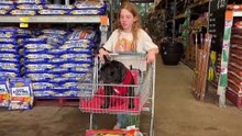 Piper the French Bulldog’s Bunnings Shopping Spree!