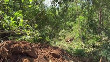 Bulldozer D6R XL Excels at Quickly Clearing Plantations