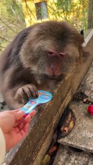 Beautiful girl xing #monkey #monkey #xingxing #cute #lovely