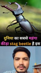 दुनिया का सबसे महंगा कीड़ा,