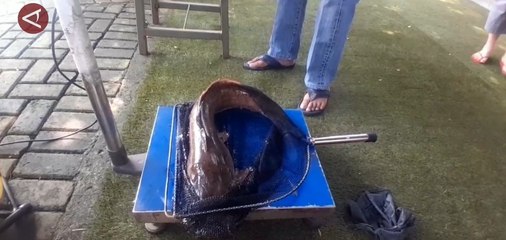 Warga Tangerang meriahkan HUT RI dengan lomba tangkap lele raksasa