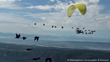 Foster mothers give their all to save the northern bald ibis