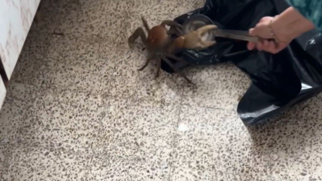 Crab escapes a cooking pot and hides under a kitchen cabinet