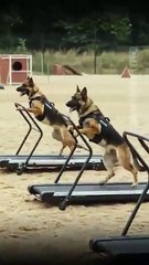 okay it is too hard for German Shepard