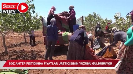Ağaçların altına bez sererek hasat ediyorlar: Fiyatı 700 TL'ye dayandı!