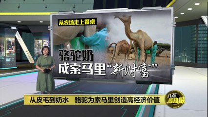 索马里：从骆驼毛到奶水的高经济价值