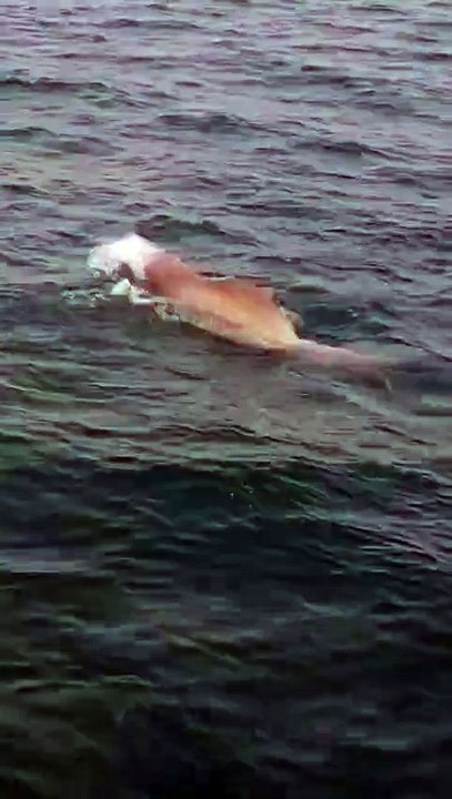 Watch: Mother dolphin refuses to let go of lifeless calf in Abu Dhabi waters