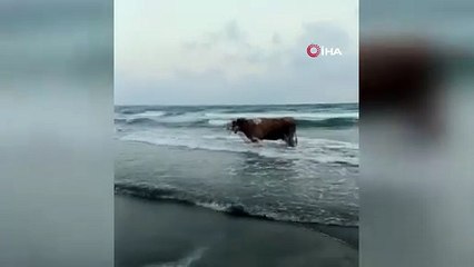 Kavurucu sıcaklardan kaçtı, denizde serinledi