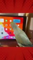 parrot youtube play #parrot