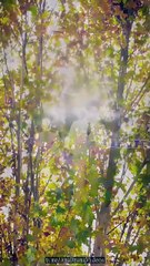 Together, Hearts in Sync #Dramabox - #abel #shortfilm