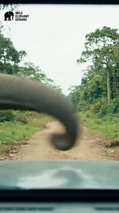 #wildelephantdemand 1/7