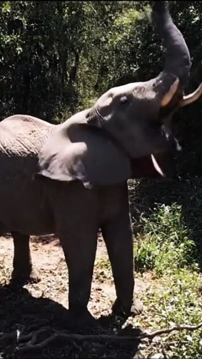 #wildelephantdemand 1/8+9