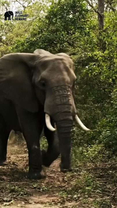 #wildelephantdemand 1/11